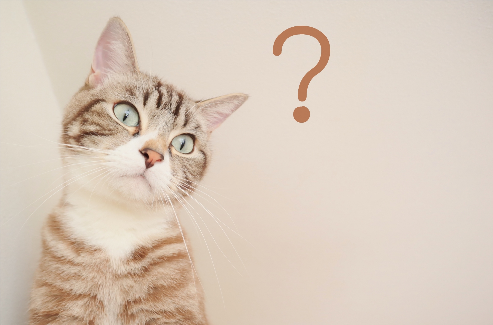猫とクエスチョンマーク